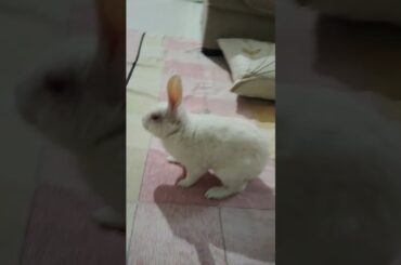 #rabbit #lifeisbutadream #cute #bunny #nothingimposibleinthisworld #bunnyoftheday #youtubeshorts