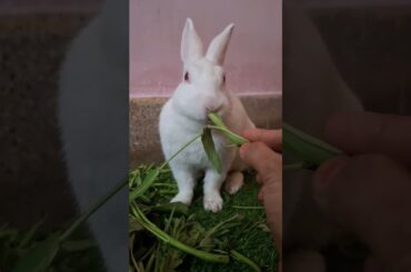 cute bunny eating leaves #bunny#pyarabunny #desibunny #cutebunnyindia