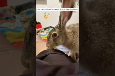 This couple rescued a baby rabbit slipping down a ditch and adopted it