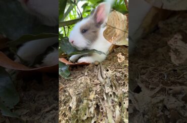 #cutebunny #rabbit #bunny ##bunnymoments #bunnystory #bunnysteps #pets #petlover #natureshorts