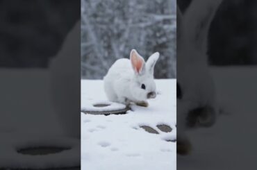 Can You Spot the Cutest Bunny Ever?
