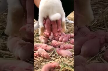 Cute little bunny - Baby Rabbit Growth Day By Day #shorts