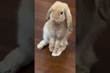 I Love Adorable Rabbits #rabbit #rabbits #pets #petvideos #petcare #shorts