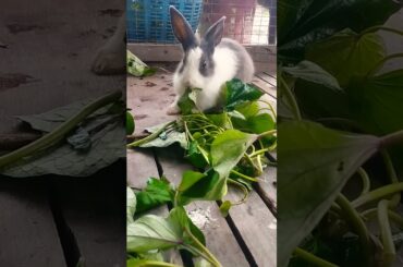 #rabbit #cute #bunny #pets #animals #kelincikreatif #pet #kelinciberanak #animal #mybunny