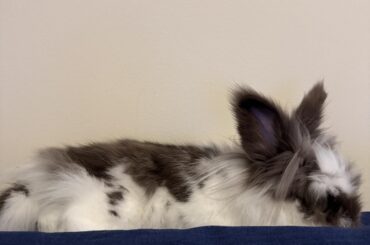 The elusive Floofy Couchtop Slug