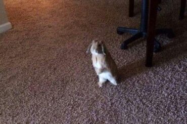 Every morning greeted by this little wait