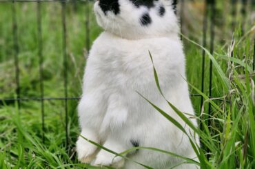 Niffler surveying the property