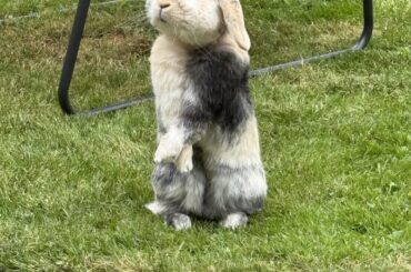 Coachella standing up