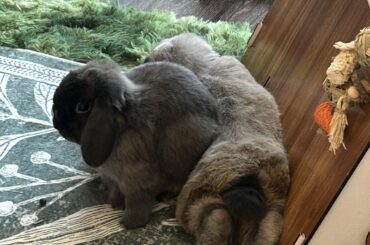Bunny Couch