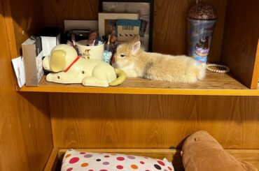 POV: Landlord: “No pets allowed in the apartment.”