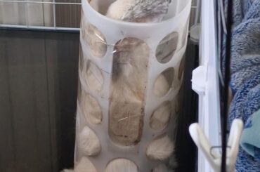 ISTG she thinks the vet bills will pay themselves once she hurts herself because of her curiosity...