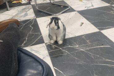 Little meep (his name is hopper)