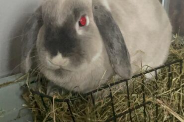 Back to when he always loafed in the hay
