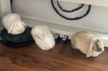 3 little loaves, 1 whole grain please 🍞🍞🍞🌾