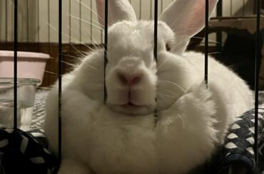 she’s waiting for finnegan to come lick her forehead