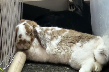 He was snoring like a train. No need to question his comfort.