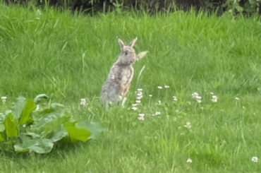 A curious wild bun