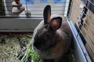 Does anyone know why she feels the need to sit on her breakfast every morning? Lol we have ac so she not hot.