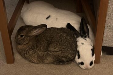 A squiggly noodle and a perfect bun!