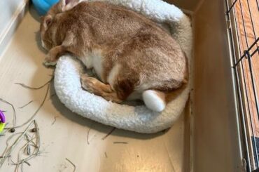 Hannah, Out Like A Light