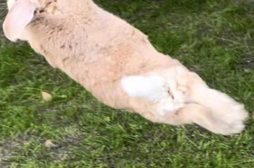 Flying bunny noodle weeee😀🐰