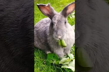 #rabbit #bunny #cute #cutebunny #pets #rabbitbaby #wheatgrass #kelincikreatif #pet #kelinciberanak