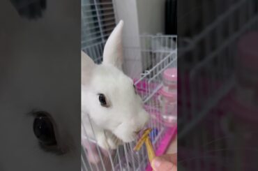 #rabbit #mycuterabbit #bunny #cutebaby #pets #cute #love #animals