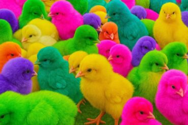 Catch Color Chicken, cute chicken, colorful chicken, cute duck, cute rabbit, cute animal