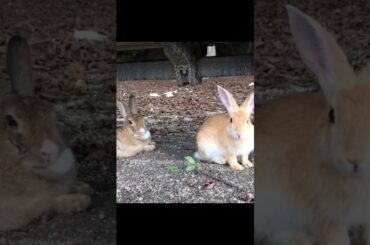 Cute Rabbit Videos to Soothe Your Heart