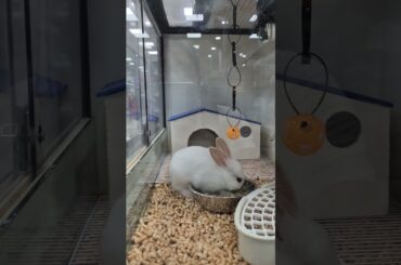 How Much Can This Tiny Mouth Eat? #cute #rabbit