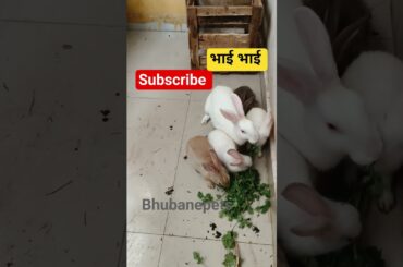 Rabbit eating Dhaniya pata #cute#rabbit#animals#pets#bhubanepets#cutebunny#love#bunny#like#family