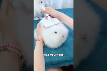 beautiful bunny #cute bunny #mycuterabbit #babybunny #lionheadrabbit