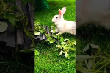 #rabbit #cute #bunny #pets #animals #kelincikreatif #pet #kelinciberanak #animal #mybunny