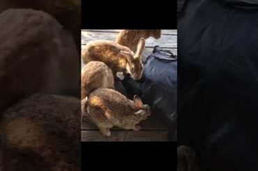 Cute Rabbit Videos to Soothe Your Heart