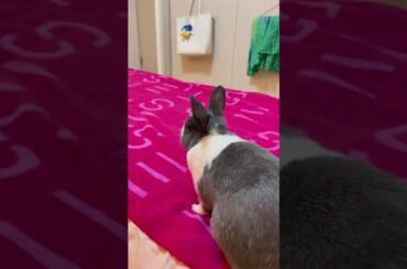 Rabbit is my Fvrt Pet #rabbit #bunny #rabbits #petcare #petvideos #shorts #pets