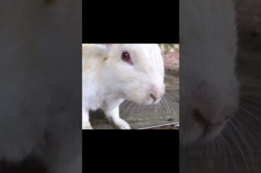 Super cute and adorable rabbit | Cute bunny