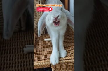 Cute Rabbit #shorts #trending #funny #rabbit #animals #pets #cute #viral #viralvideo #viralshorts