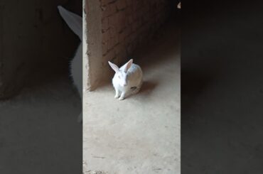 #happyrabbit #rkpetrabbit #pet #bunny #petrabbit #khargosh #cute #rabbit #viralvideo #smallpet
