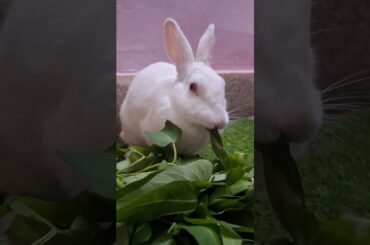 #comedy #funny #love #rabbit #mybunny #saawan #cutebunny #pets #viralplzz #subscribe #white #bunny