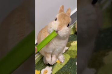 Looking So Cute #rabbit #rabbits #bunny #pets #petvideos #petcare #shorts