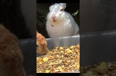 Cute Rabbit Videos to Soothe Your Heart