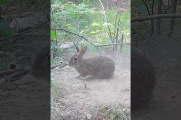 Cute Bunny Rabbit Takes a Natural Dust Bath!