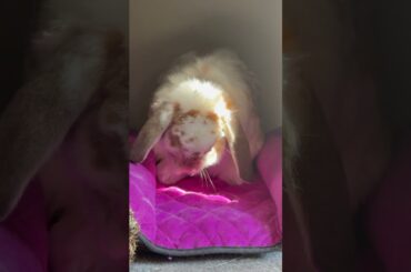 Yoshi cleaning AND a flop! #bunny #adorable #cute #rabbit #love #bunnies #rabbits #flop #cutepets