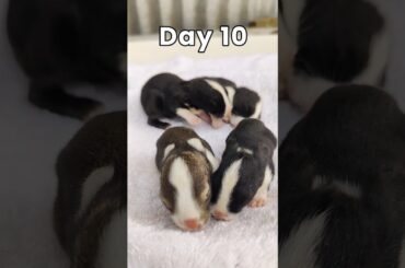 Rabbit Growth - Day 1 - Day 5 - Day 10 Day 15 - Day 20 - Day 25 | Cute Rabbit Baby #shorts