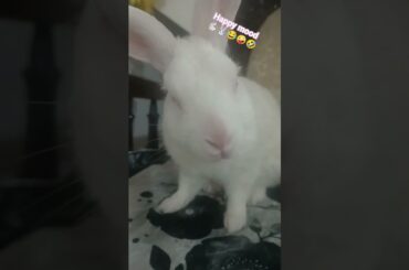#rabbit#bunny #bunnyoftheday #mycuterabbit#cute#funny #youtubeshorts #animals #business #cutebunny