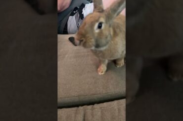 #gospelmusic #bunnies #rabbit #mybunny #animal #bunny #pet #love #cute #bunny #bunnystory