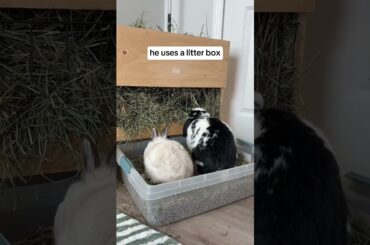 Signs your bunny was raised by a cat