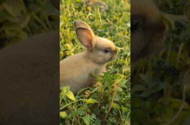 Watch These Multicolored Bunnies Enjoying Life|Cute Rabbit Compilation#shorts#trending#ytshorts#cute