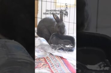 Do bunny owners lose sleep? #bunny #rabbit
