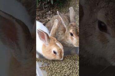 Cute Rabbit Videos to Soothe Your Heart